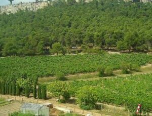 AOÇ’ye spor vadisi yapılacak