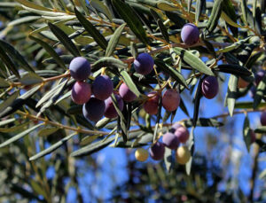 Zeytini de, bahçesini de çok sevdik…