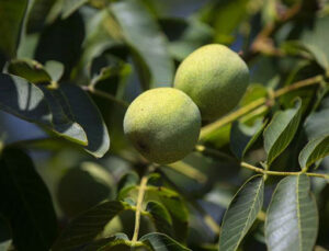 Zeytin, badem ve cevize yatırım çağrısı