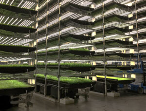 HGT Tarım bir milyon metrekarelik tarım fabrikası kuracak