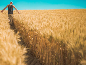 Salgın sürecinde yatırımcı tarlaya girdi