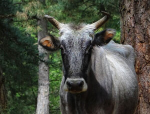 Dağdaki yabani danalara kurbanlık av!