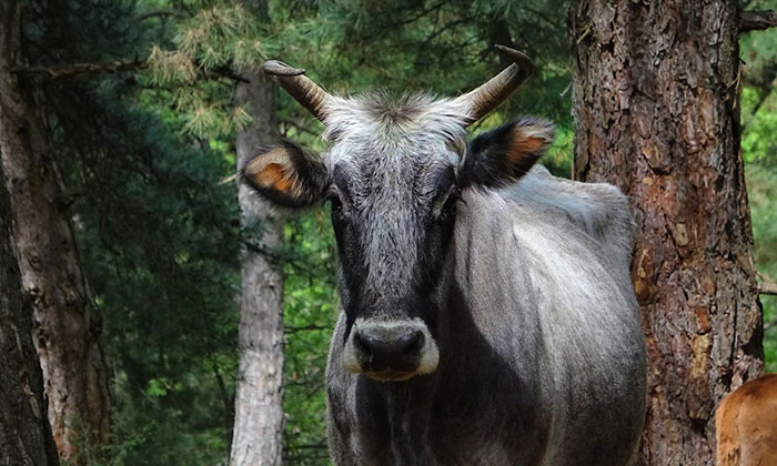 Dağdaki yabani danalara kurbanlık av!