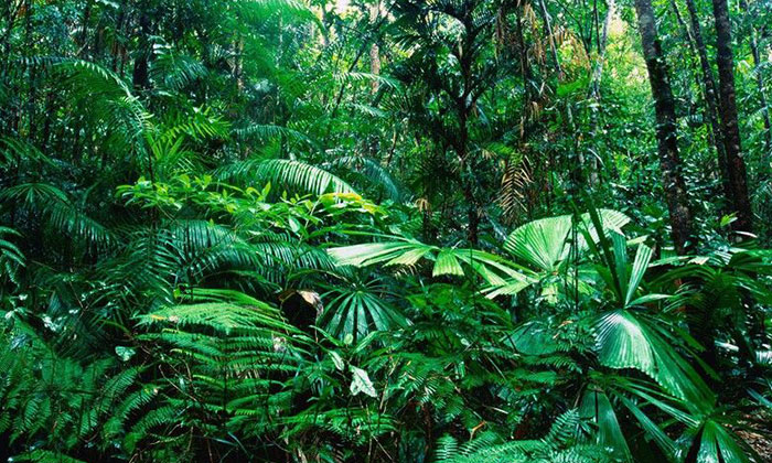 Facebook, Amazon Ormanları’nda arazi satışını yasakladı