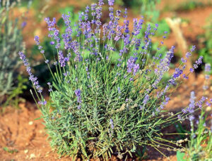 Aromatik bitkilere 34,3 milyon metrekare Hazine arazisi