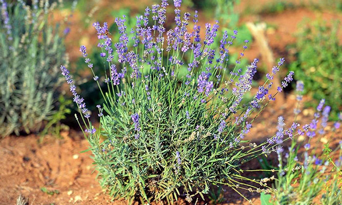 Aromatik bitkilere 34,3 milyon metrekare Hazine arazisi