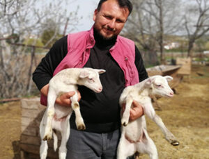 Yem pahalandı, boş arsalar otlak oldu
