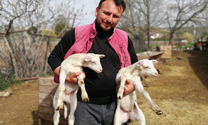 Yem pahalandı, boş arsalar otlak oldu