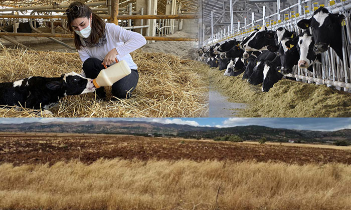 Sütaş Bingöl’e 22 bin 560 büyükbaşlık süt tesisi kuruyor