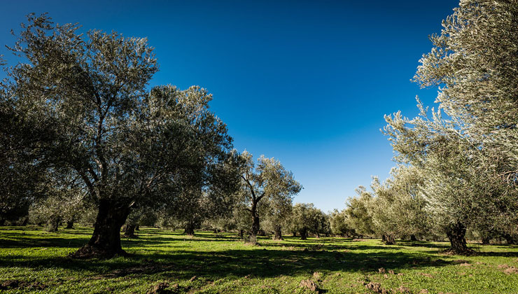 İzmir Menderes ve Seferihisar’da zeytin ağaçlı 4 tarla satılacak
