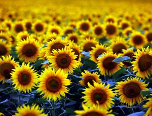 Edirne İpsala’da 9.435 dekar tarım arazisi kiraya çıkarılıyor