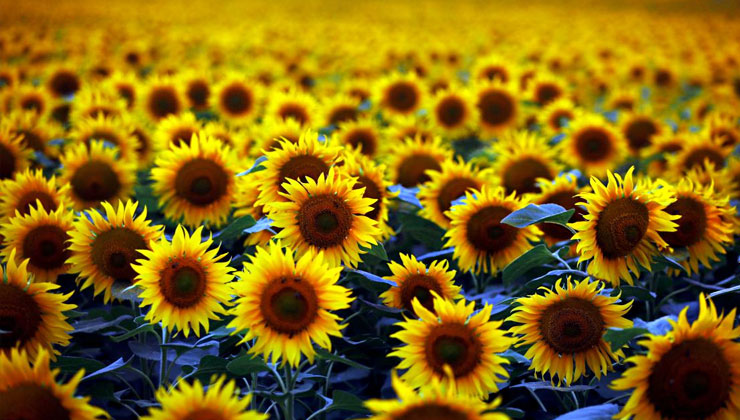 Edirne İpsala’da 9.435 dekar tarım arazisi kiraya çıkarılıyor