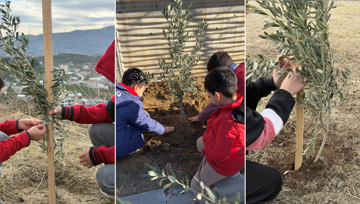 Okul bahçeleri zeytin bahçelerine dönüşecek